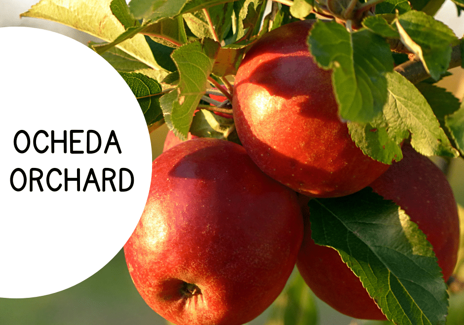 apples educational presentation in colorful realistic style (facebook post)